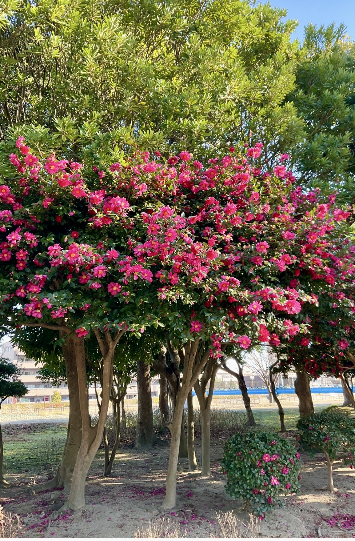 １月１３日　撮影